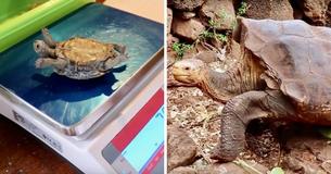 Giant Tortoise Helps Species Avoid Extinction By Fathering 800 Babies