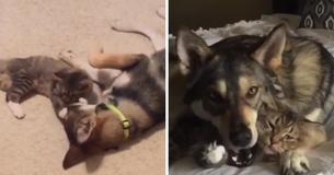 Husky choisit un chaton au refuge et le ramène à la maison avec lui