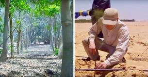 Egyptians Plant Forrest In Middle Of Desert And Use Recycled Wastewater To Maintain It