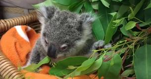 Bébé Koala s'est accrochée à un ours après avoir perdu sa mère