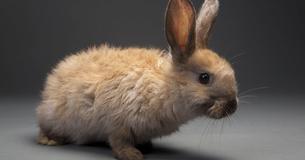 California Is Now The First State To Outlaw The Sale Of Products Tested on Animals