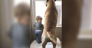 La famille Bullmastiff protège le nouveau bébé et le calme quand il pleure