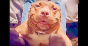 Le sourire ridicule d'un Pit Bull secouru lui fait gagner le coeur de son propriétaire et celui des fans à travers le monde