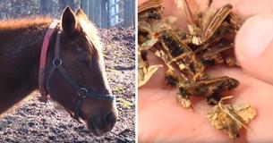 14 Horses Die On Ranch In Wisconsin After Eating Hay Infested With Toxic Beetles