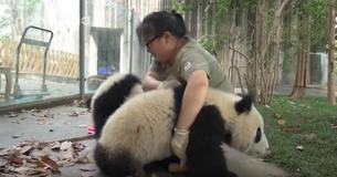 Chinese Worker Fights Battle Over Her Broom With Naughty Panda Cubs
