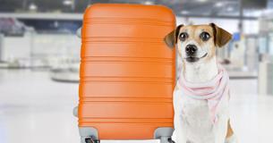 Therapy Dogs Stationed At Southampton Airport In The UK To Ease Anxious Flyers