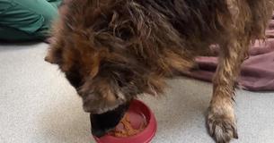 Une femme sauve un chien abandonné dans une rivière - découvre un gros rocher attaché à sa laisse