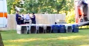 La police découvre 407 chiens dans le plus grand entrepôt de combat de chiens de l'histoire