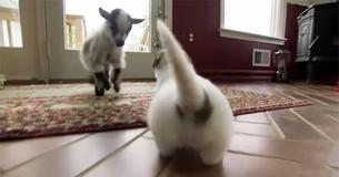 Un bébé chèvre veut jouer avec des chiots en leur donnant un coup de tête pour leur dire bonjour