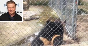 Alec Baldwin quiere liberar a un oso enfermo que está encerrado en un recinto de hormigón