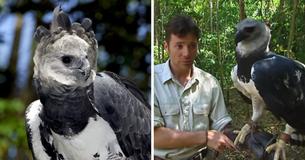 Meet The Harpy Eagle: A Bird As Large As A Human Child