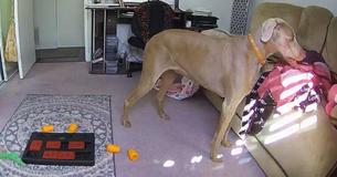 Un chien se blottit dans les vêtements de sa maîtresse pour se sentir moins seul