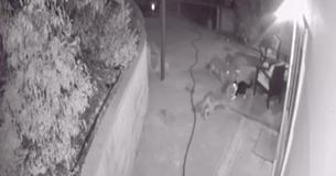 Un chat domestique se défend contre trois coyotes dans un jardin en Californie