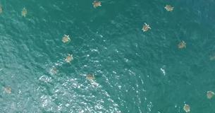 L'enregistrement d'un drone au Costa Rica montre le plus grand rassemblement de tortues de mer jamais filmé
