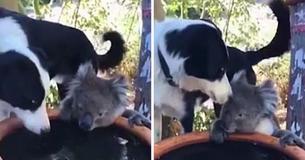 Une femme australienne filme un Koala qui partage un verre avec un chien