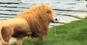 Un lion féroce se transforme en chaton amical dès le moment où le gardien du zoo lui lance un ballon de foot spécial