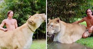 Un cruce entre león y tigre llamado Hércules es el felino más grande del mundo