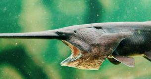 The Chinese Paddlefish Has Been Declared The First Extinct Species Of 2020