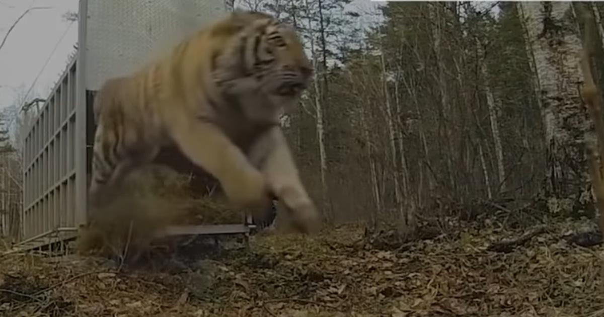 Inspiring Film Shows Caged Animals Experiencing Their First Taste Of ...