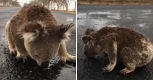 Thirsty Koala Laps Rainwater Off Street After Storm