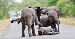 Exhausted Baby Elephant Who Collapsed In Center Of Road Helped To Safety By Compassionate Herd