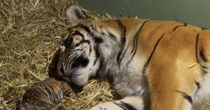 Tiger Gives Birth To Weak Cub But Cares For Him Until His Breathing Improves