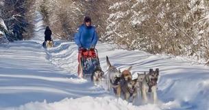 Blind Sled Dog Finishes 100-Mile Marathon In Minnesota, Now Aims For 300-Mile Race