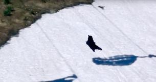 Black Bear Caught On Video Belly-Flopping On Ski Slope