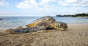 Endangered Sea Turtle Washes Up On Shore Attached To A Beach Chair