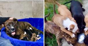 Couple Takes In Pregnant Dog So She Can Give Birth Out Of A Shelter