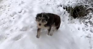 Dog And Her Pups Retrieved From Pipe Covered In Snow By Rescue Team