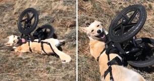 "Kangaroo Dog" Gets New Lease On Life When Given Prosthetics After Adoption