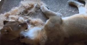 Un couple de lions "inséparables" du zoo de Chicago meurt à quelques jours d'intervalle