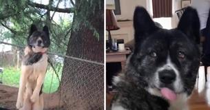 Ein Hund, der draußen ohne Futter oder Wasser angekettet ist, wird täglich von einer Frau besucht, bis sie ihn adoptiert