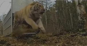 Ce film inspirant montre des animaux enfermés qui découvrent la liberté pour la première fois