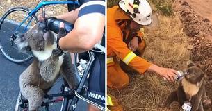 Un vétérinaire conseille de ne pas donner de l’eau aux koalas à partir d’une bouteille après un cas de décès récent