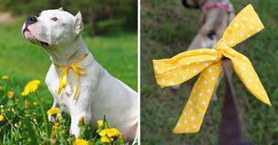 Dogs With Yellow Ribbons Attached To Their Collar Or Leash Require Special Handling