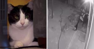 Un chat domestique défiant se bat contre une meute de coyotes devant sa maison et reste  indemne