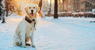 Les propriétaires d'animaux de compagnie qui laissent leurs chiens dehors par temps froid pourraient désormais être emprisonnés en raison d'une nouvelle loi