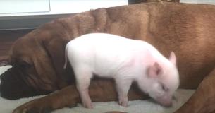 George The 135-Pound Mastiff Befriends Pig Named Debbie