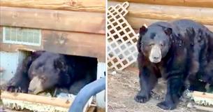 California Family Beyond Startled To Find A Massive Bear Had Moved In Underneath Their Home