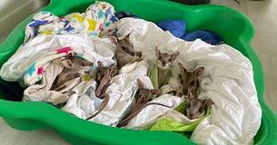 7 Orphaned Wallaby Babies Were Rescued From Australian Bush Fires