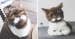 A Moustachioed Cat Named Gringo Has Found A Loyal Following Online