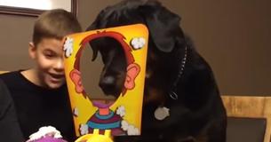 Hond doet mee met bordspel en krijgt taart op zijn kop