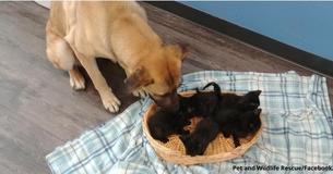 Vrouw in Ontario ziet zwerfhond liggen in de sneeuw en ontdekt dat ze vijf kittens beschermt