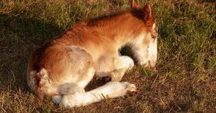 Budweiser Announces Birth Of First Clydesdale In 2020 And It's A Girl