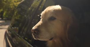 Pet Owner Buys $6 Million Superbowl Spot to Thank Veterinarian For Saving Dog's Life
