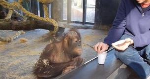 Dierentuinbezoeker brengt orang-oetang aan het lachen met goocheltruc