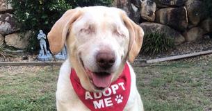 Esta perrita ciega fue abandonada por su familia, pero la vida le dio otra oportunidad