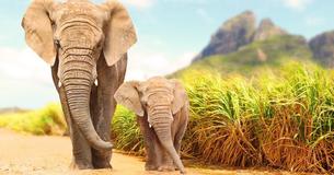 Danish Government Pays $1.6M To Buy Last Remaining Circus Elephants For Retirement